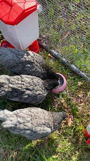 They love it, perfect size for 10 weeks or older chickens