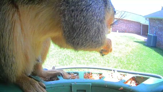 Squirrel enjoying the hot food