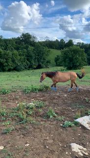 Stunning 25 year old mare. Rehabbed only using this feed