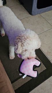 She likes it but don't know how long it will last