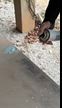 Vidéo
