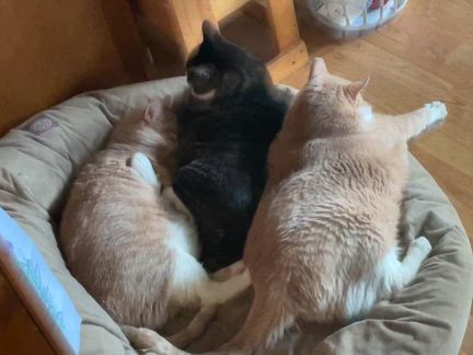 3 out of 4 kitties