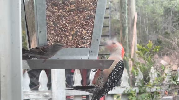 South Carolina Birds